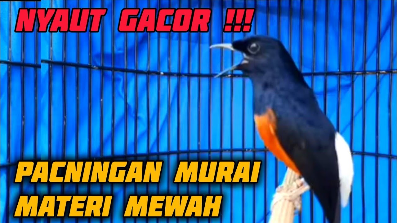 Pancingan murai batu materi mewah gacor #pancinganmuraiemositinggi #pancinganmuraigacor #muraibatu 