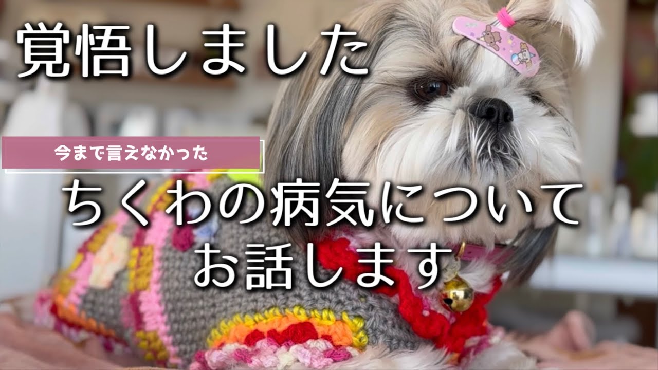 【ご報告】ちくわの病気についてお話しします【覚悟しました】