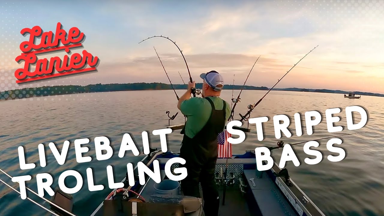 Trolling live baits for open water stripers on Lake Lanier!!