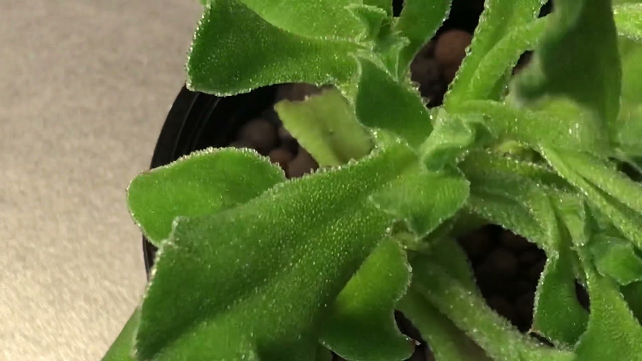 Planta de Gelo