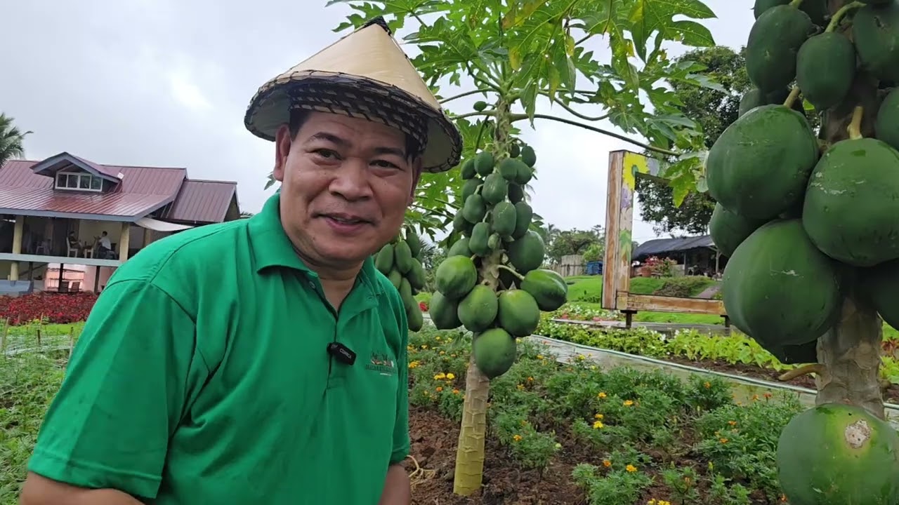 RED LADY PAPAYA SA BUKID AMARA FARM #agriculture #gardening #papaya
