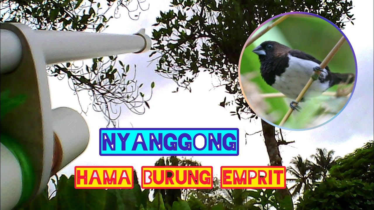 Berburu hama burung emprit poin tipis pake unit paralon