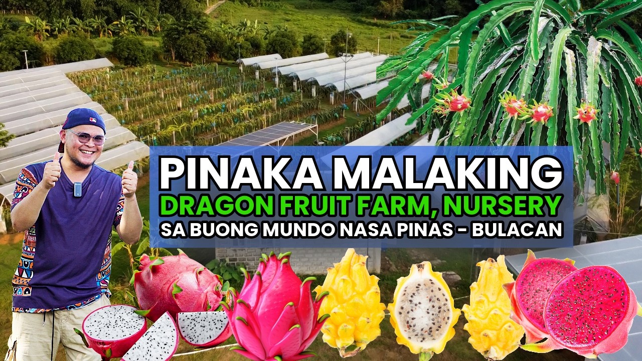 Pinoy Nurse - May Ari ng Pinakamalaking Dragon Fruit Nursery sa Buong Mundo