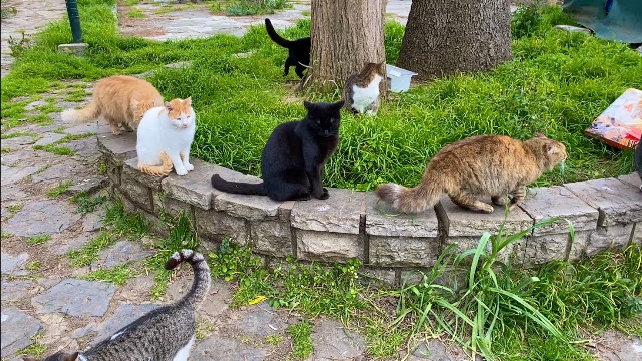 Hundreds of Beautiful Cats live in this Park in Istanbul. I gave them food. 😍