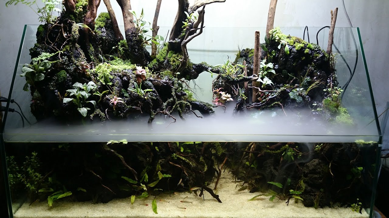 Set-Up Paludarium 