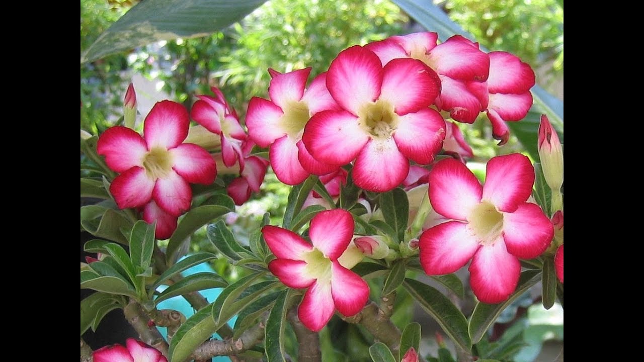 Amazing and Most Beautiful Winter Impala Lily Flowers | Adenium obesum