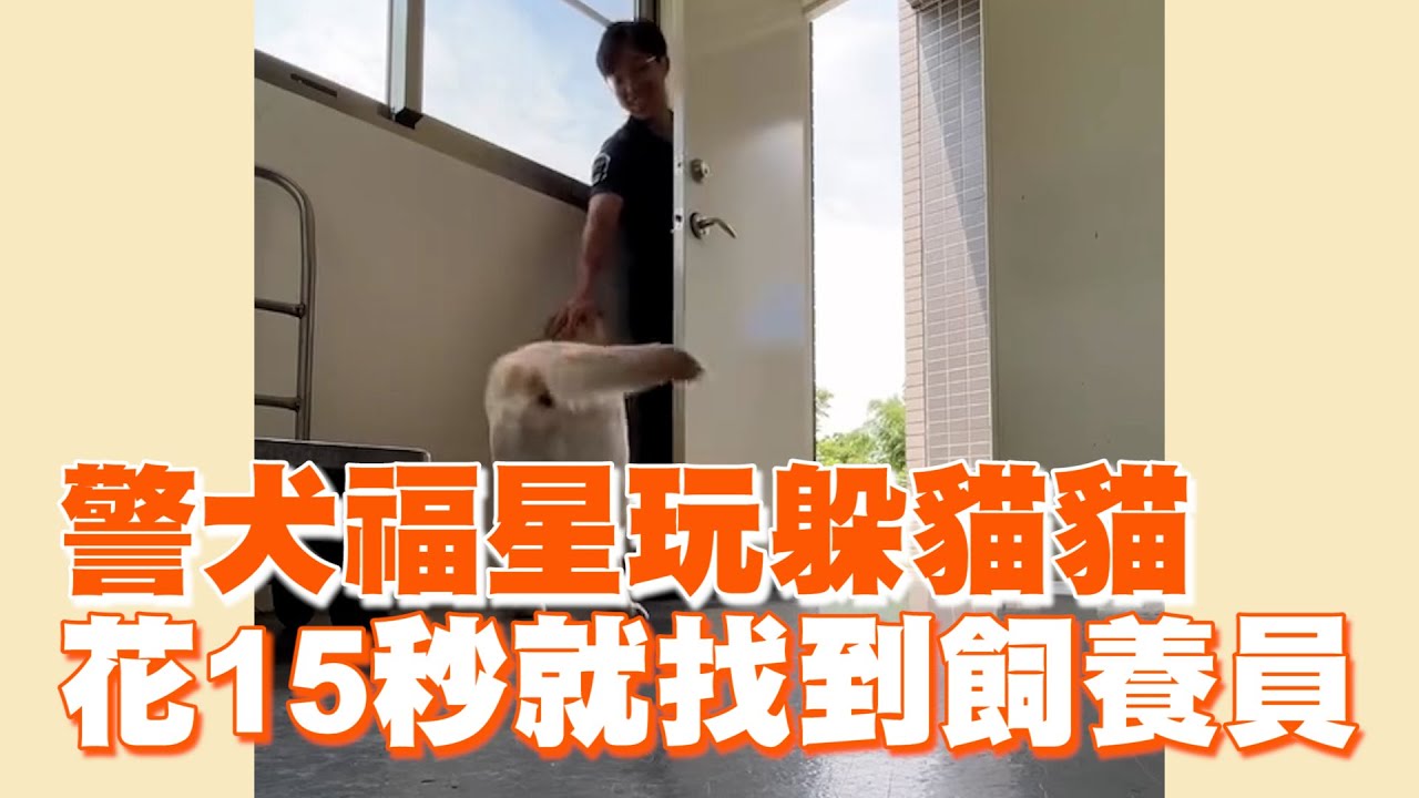 與警犬福星玩躲貓貓🤩牠花15秒就找到飼養員｜寵物動物｜狗狗｜精選影片