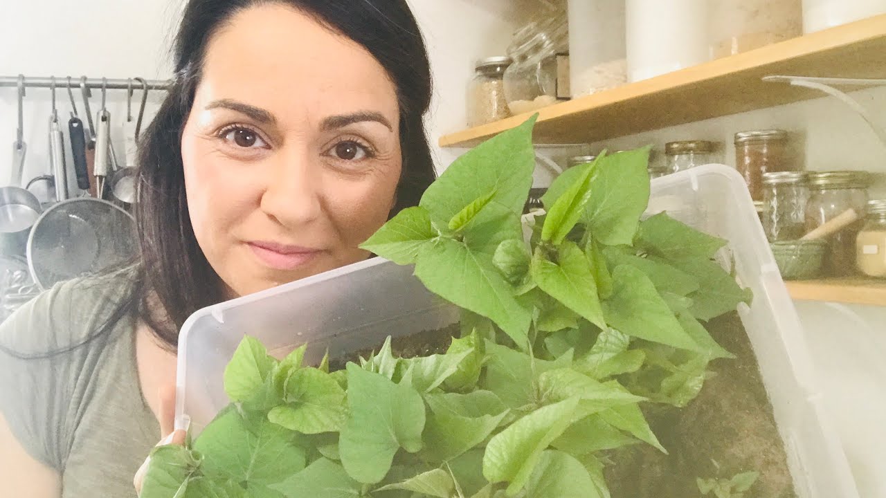 Growing Purple Sweet Potato Slips