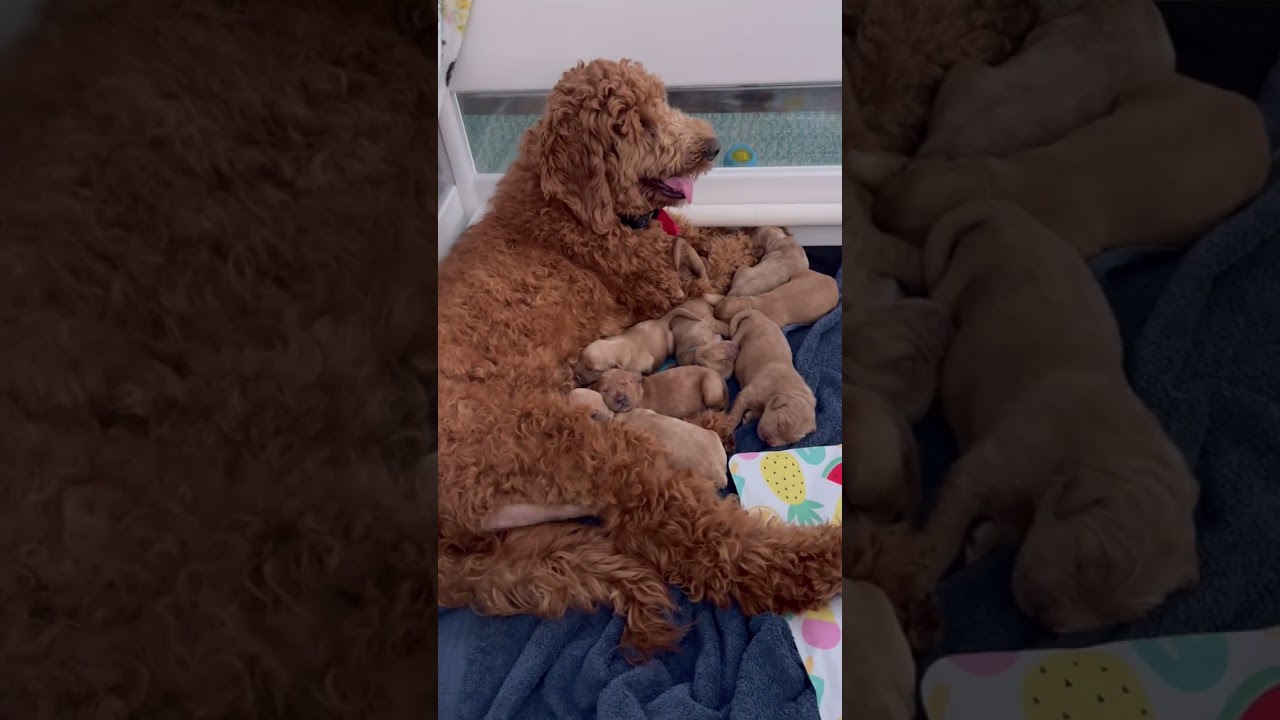 Looking Back: 🎥 The Perfect 10 Puppies’ First Week 🐶