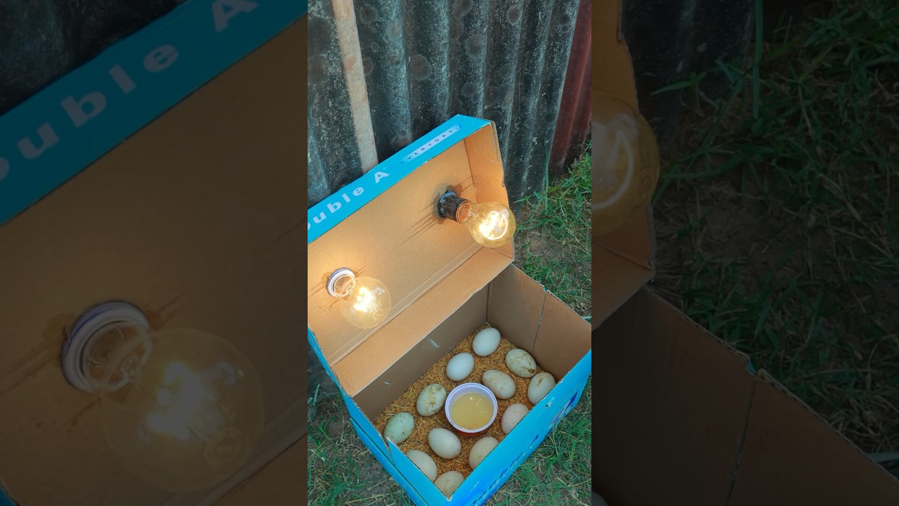Incubator for duck eggs hatching in paper box #shortvideo