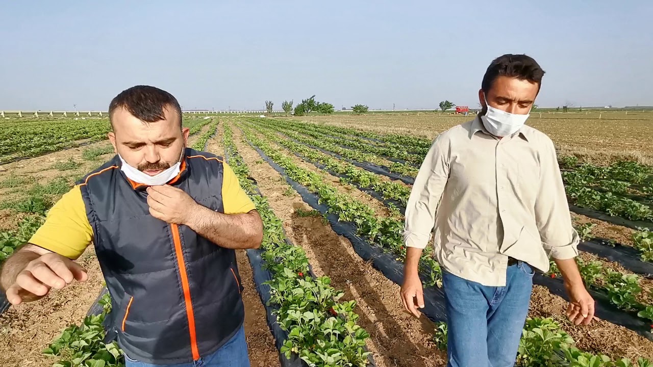 Çumrada Çilek tarlasındayız nasıl ekilir maliyet nedir