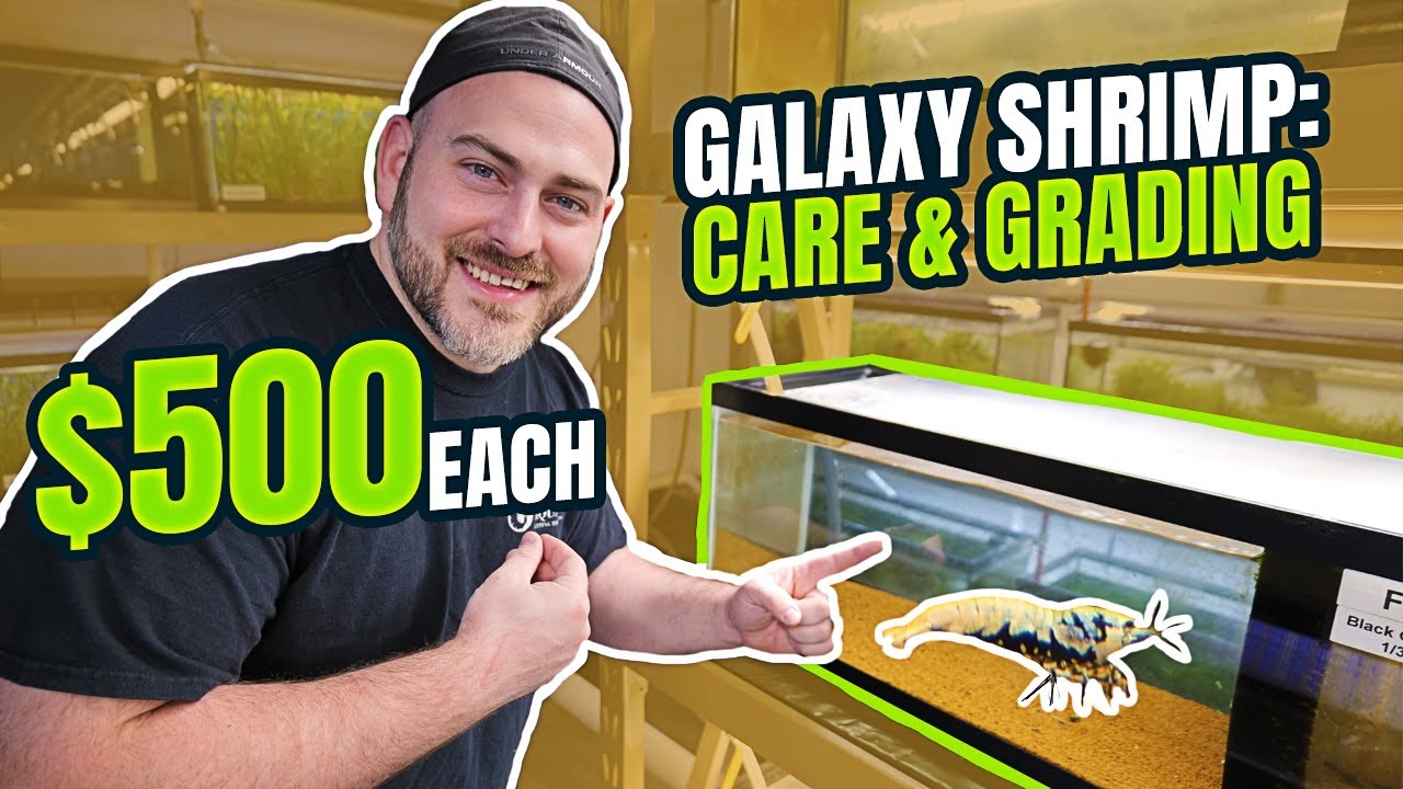 Эти креветки GALAXY можно продать по 500 долларов за штуку!