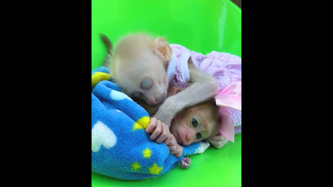 Adorably adorable, newborn Miki and Nila cuddled together under a blanket 🥰