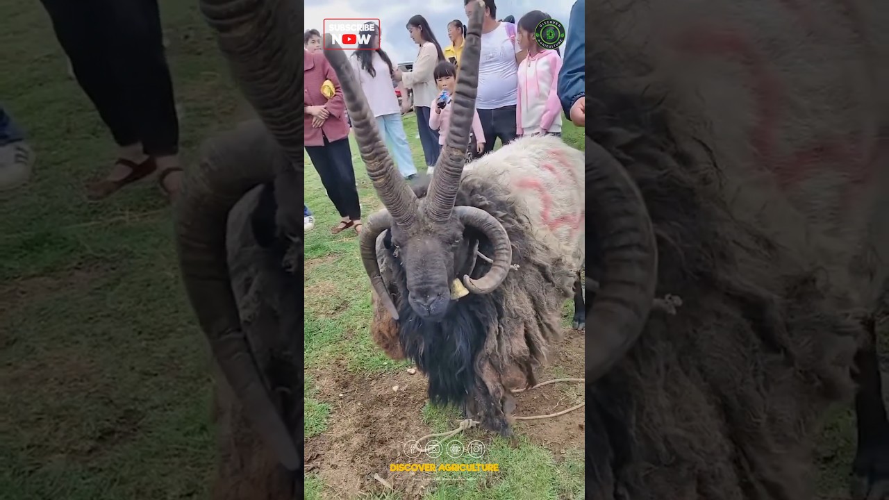 4 Horn Sheep