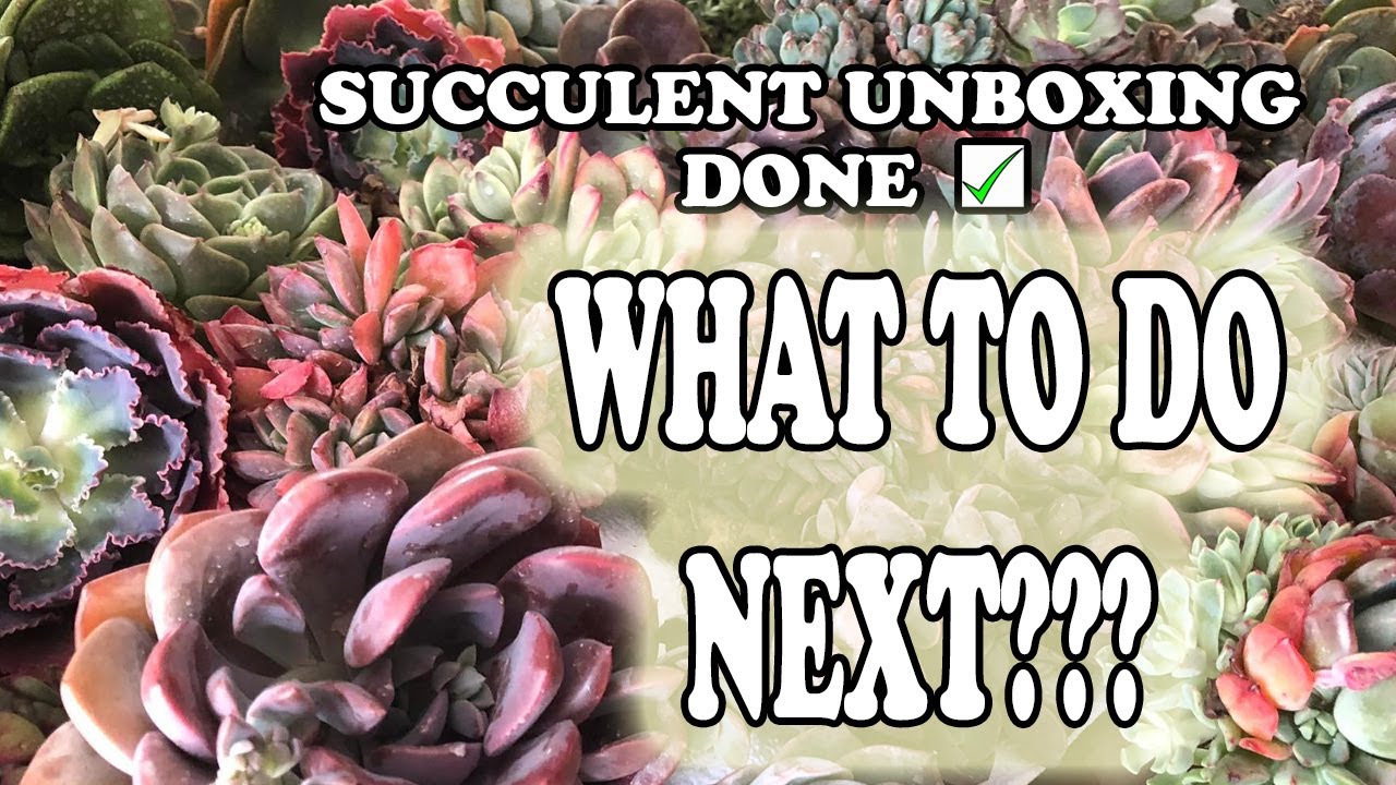 Succulent Gardening Care Tips For Beginners After Unboxing Succulents @ChopstickandSucculents