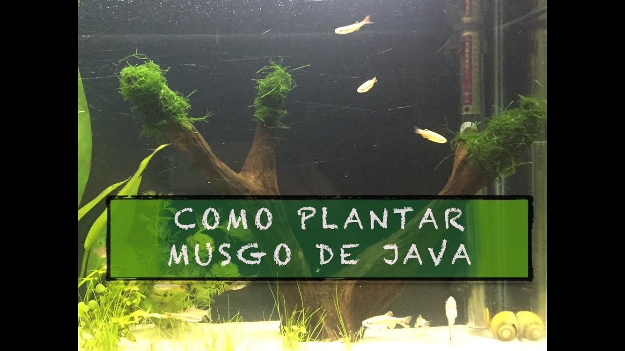 Como plantar musgo de Java - Aquario Plantado #2