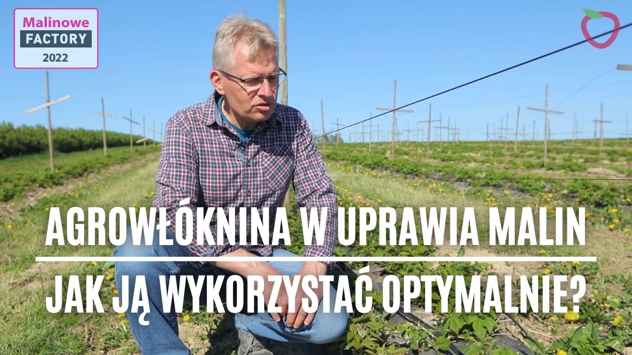 Agrowłóknina w uprawia malin. Jak ja wykorzystać optymalnie?
