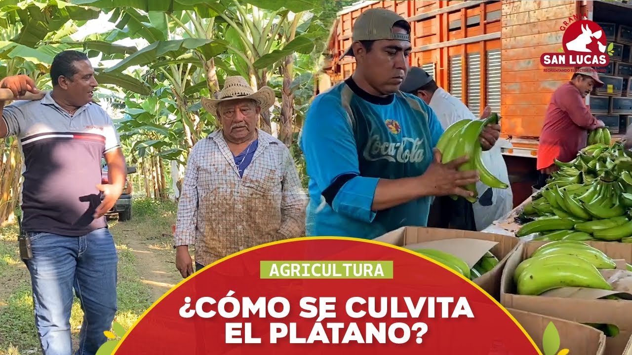 Cultivo de plátano macho | Producción y comercialización | Mi Granja San Lucas
