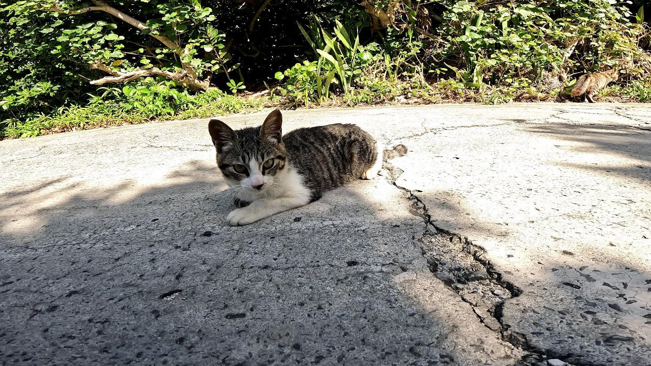 リラックスできる音楽と猫。睡眠音楽。やっぱり猫が好き。野良猫の日常
