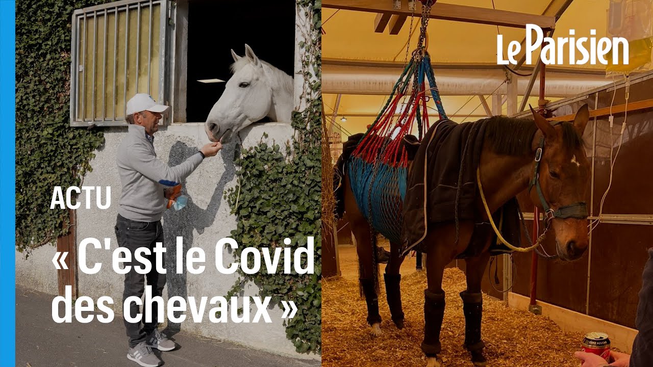 Virus mortel pour les chevaux : «Les vétérinaires n’ont jamais vu ça»
