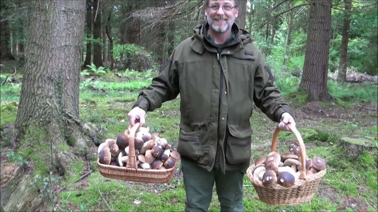 «Сказочный» белый гриб / булочка с копейками / белый гриб / гриб Boletus Edulis Mushroom Hunt в В...