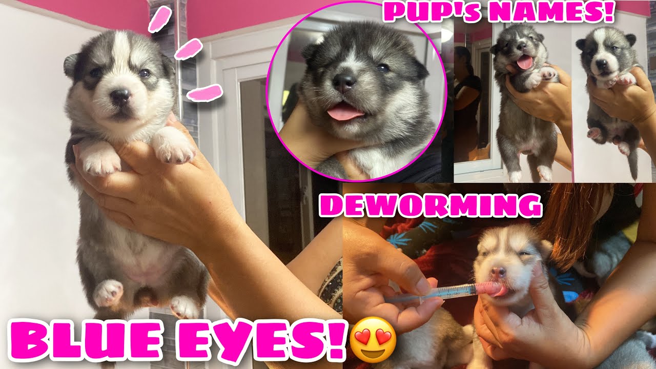 Pup’s Got Their Names! | ALL EYES ARE FINALLY OPEN! | Husky Pack TV