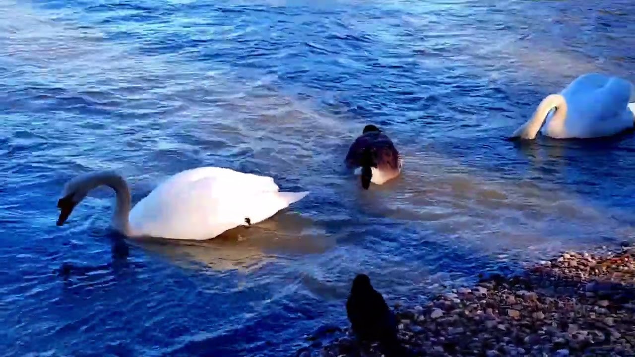 February on the Isar | Beautiful Birds of the Isar River 🦢❄️✨ #birds