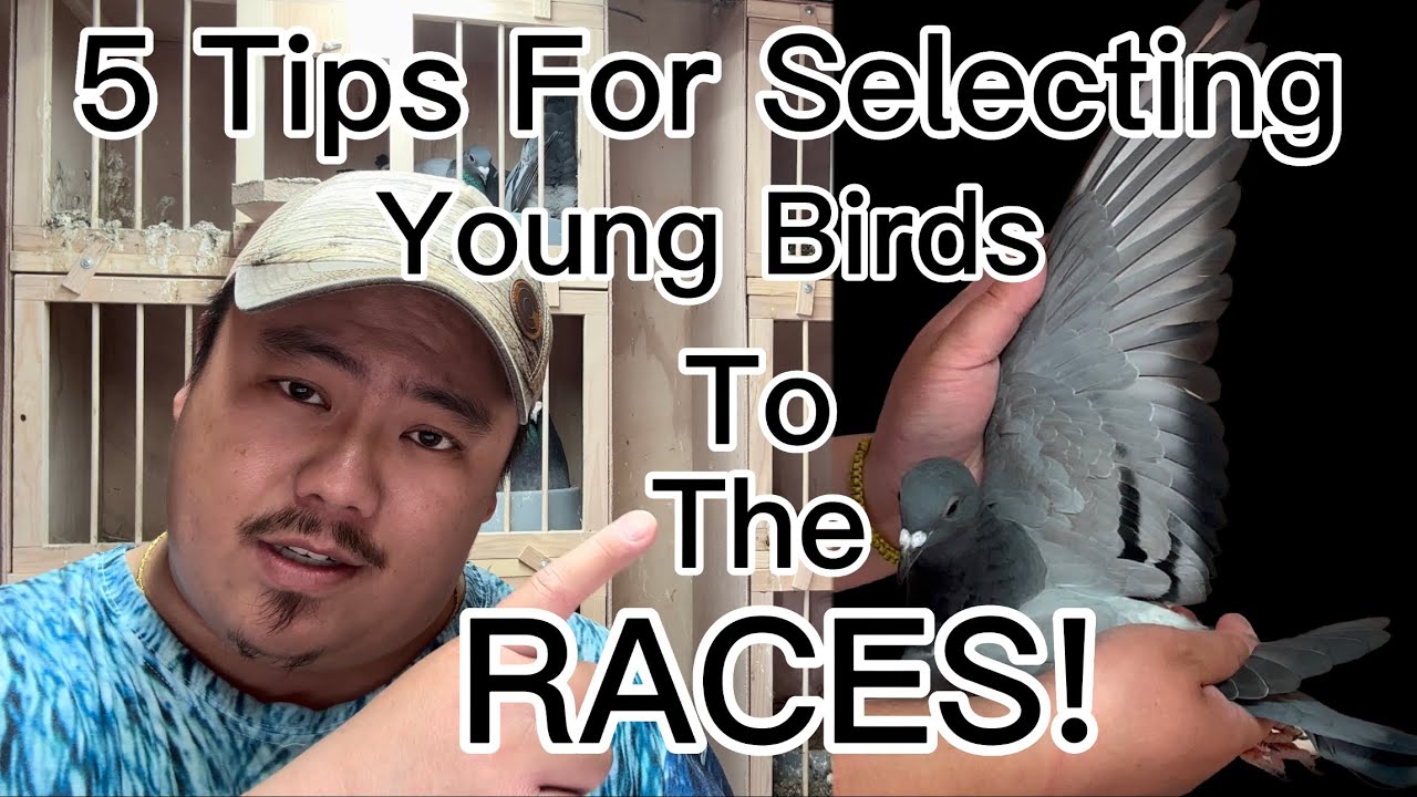 5 Tips For Selecting Racing Pigeons To The Races! #pigeonracing #racingpigeon #pigeon #pigeonrace