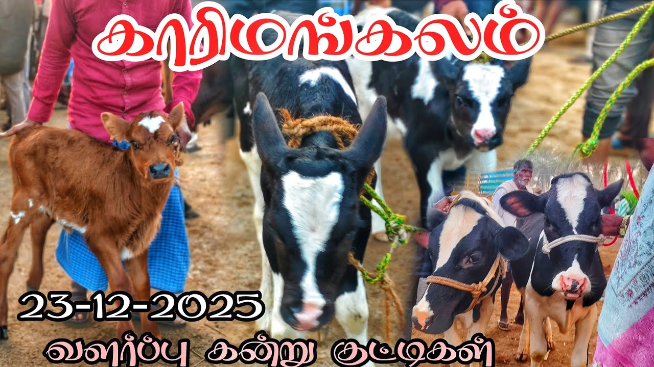23-12-2025 வளர்ப்பு கன்று குட்டிகள் காரிமங்கலம் சந்தை விலை நிலவரம் தருமபுரி மாவட்டம் 