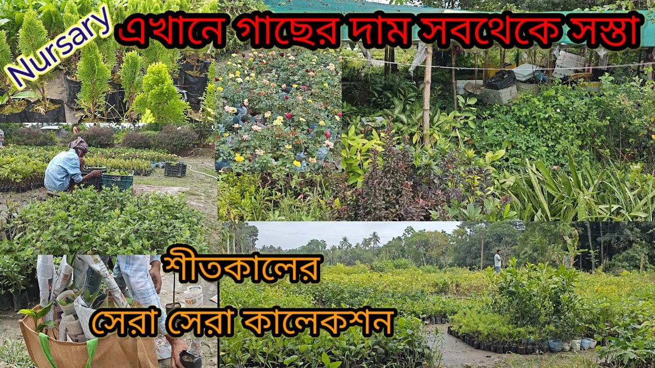 সস্তা দামে সেরা গাছের নার্সারী//পাইকারী রেটে খুচরো বিক্রি//শীতকালীন গাছের সম্ভার @Gardening and Bonsai