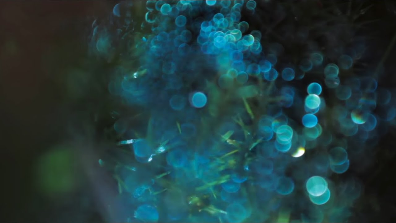 PROJECTIONS IN THE FOREST | TEDxSydney 2015