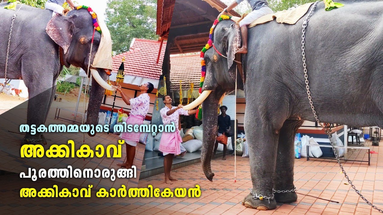 അക്കികാവ് പൂരത്തിനൊരുങ്ങി കാർത്തികേയൻ 🥰| Akkikavu Karthikeyan Akkikavu Pooram | Akkikavu Karthikeyan