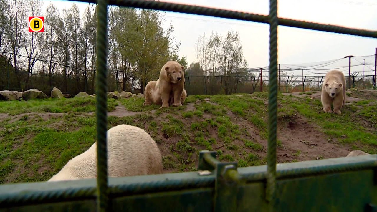 Oudste ijsbeer van Nederland uit Dierenrijk Nuenen overleden