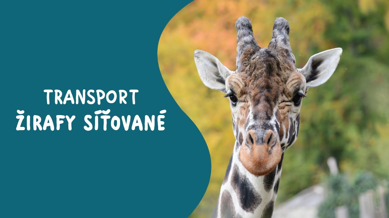 Transport žirafy síťované ze Zoo Jihlava do Safari parku Dvůr Králové
