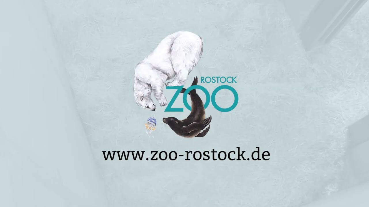 Eisbärennachwuchs im Zoo Rostock