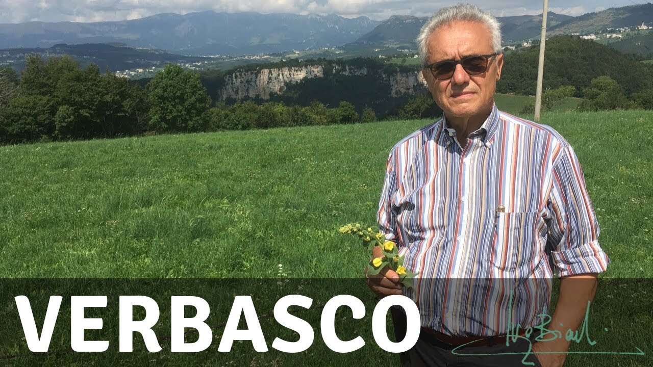 Verbasco, pianta specifica per la preparazione all'inverno