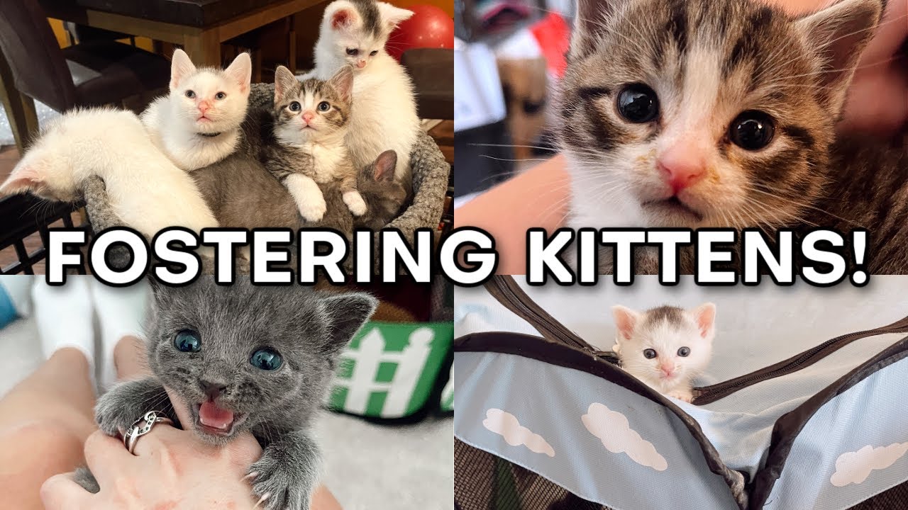 Fostering a Litter of Kittens
