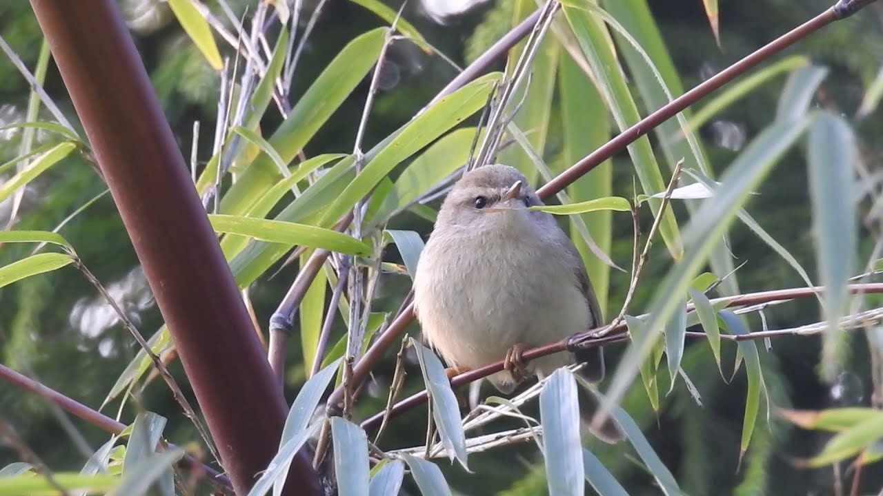 Hume's Bush Warbler