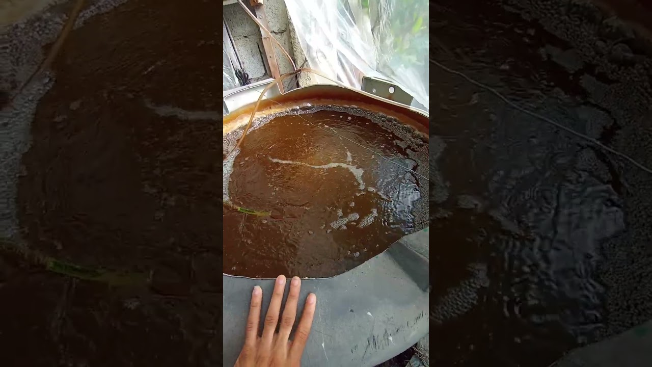Un pequeño (ejemplo) para los que me preguntaron como funciona este sistema biofloc o simbiótica 🐟