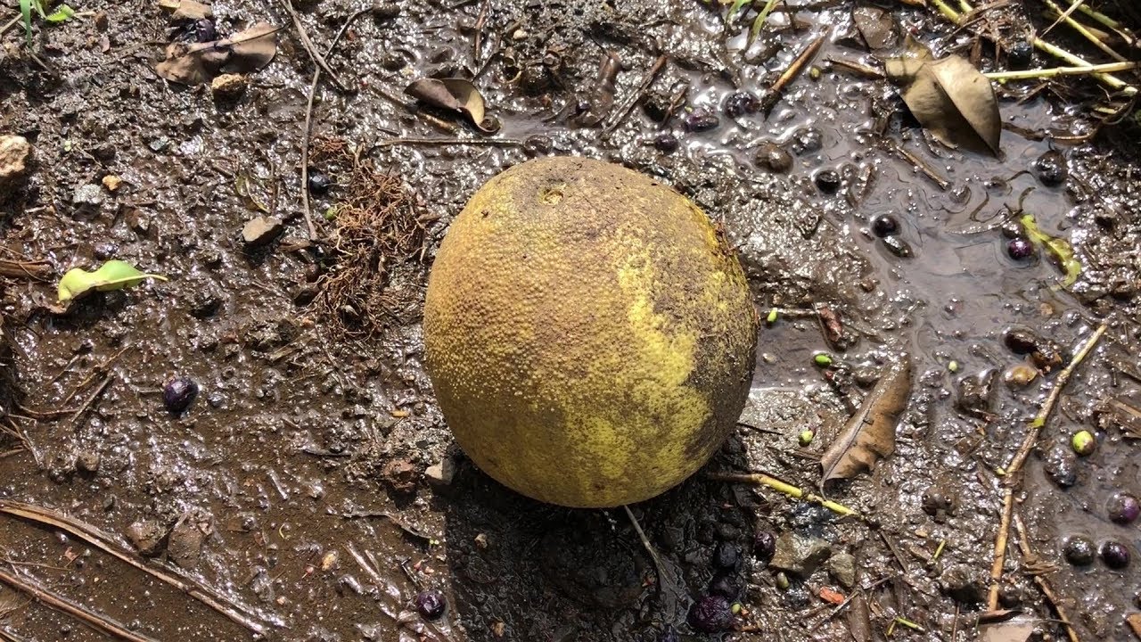 Growing POMELO (from seed) = Citrus Maxima/Citrus Grandis