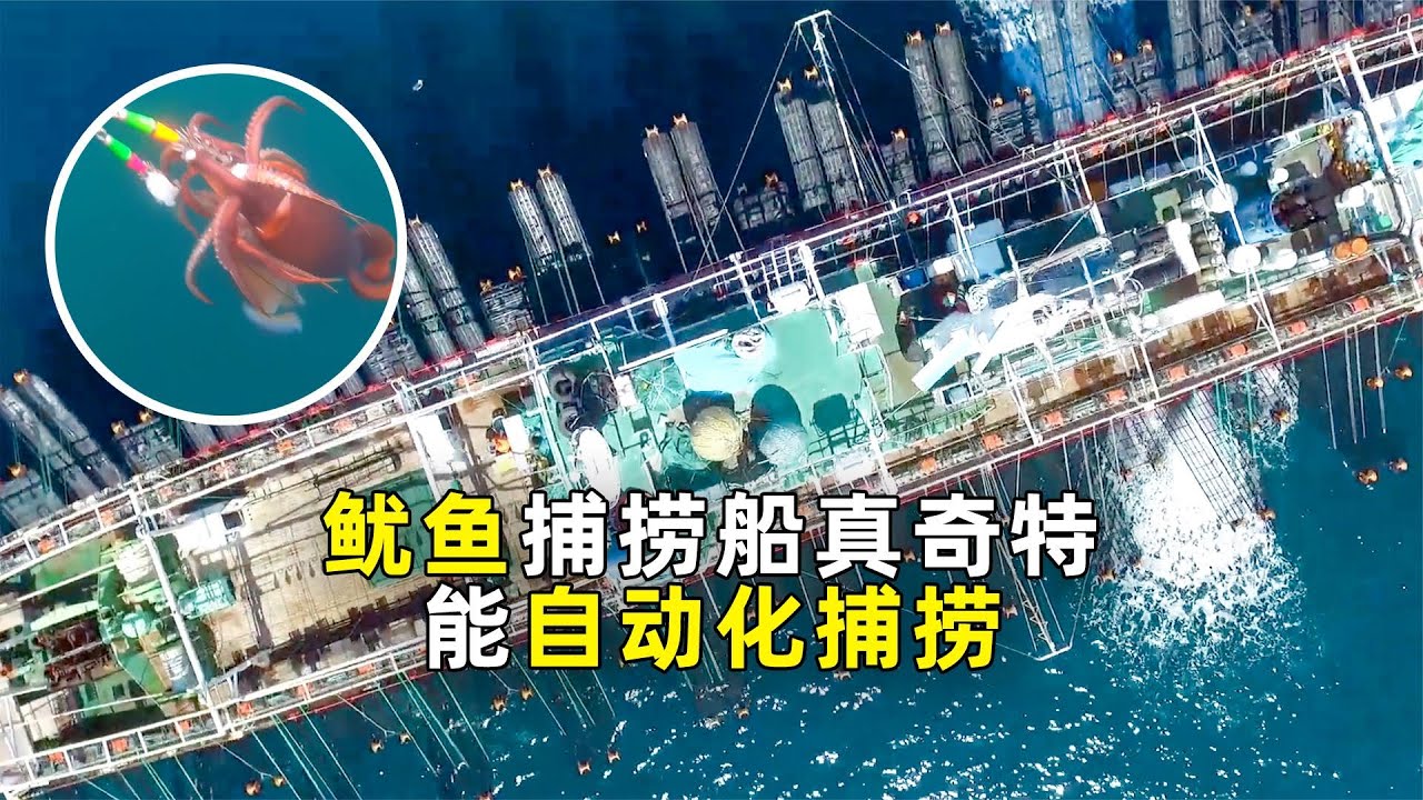 仅需100万，就能实现捕捞鱿鱼自动化！