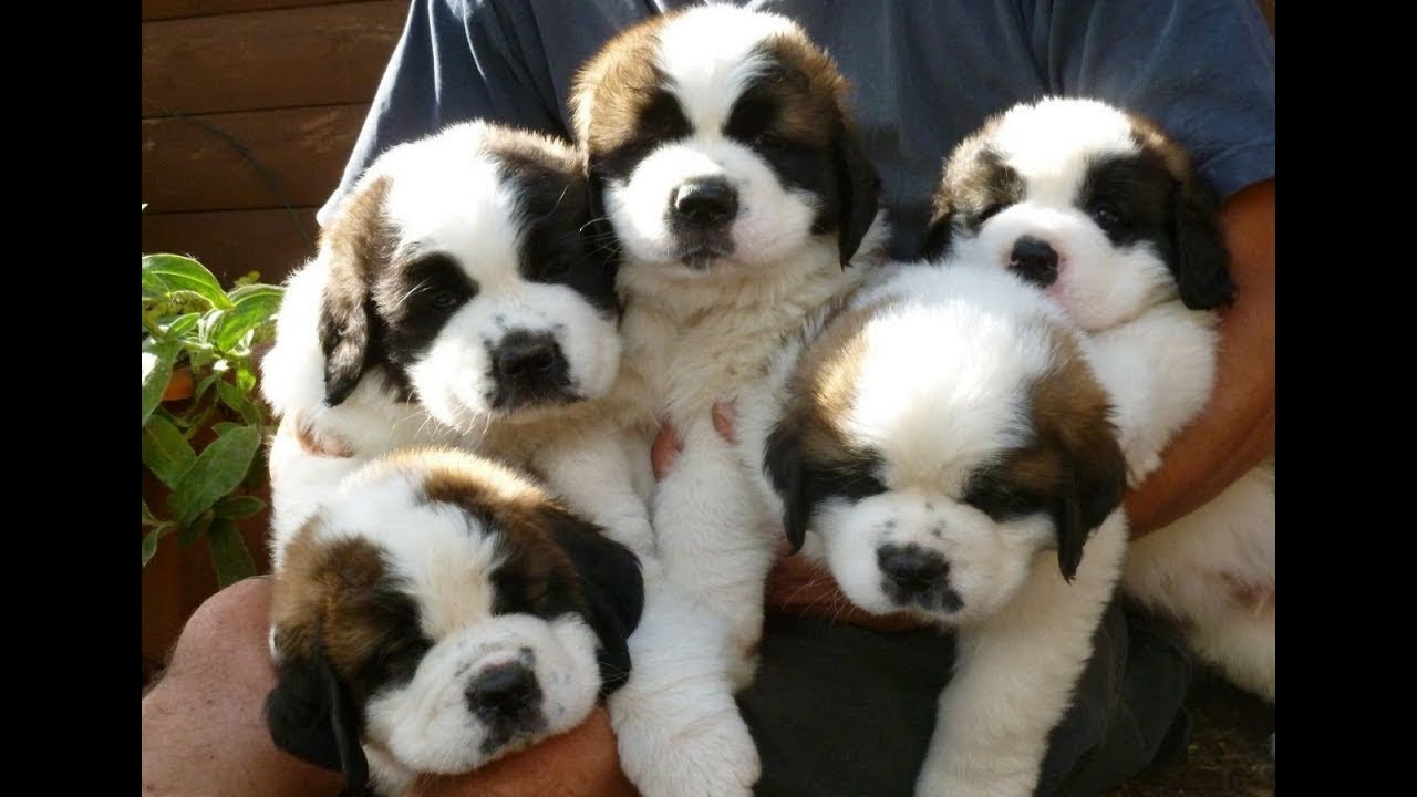 Cute St Bernard Puppies Compilation - Cutest Puppies Ever!