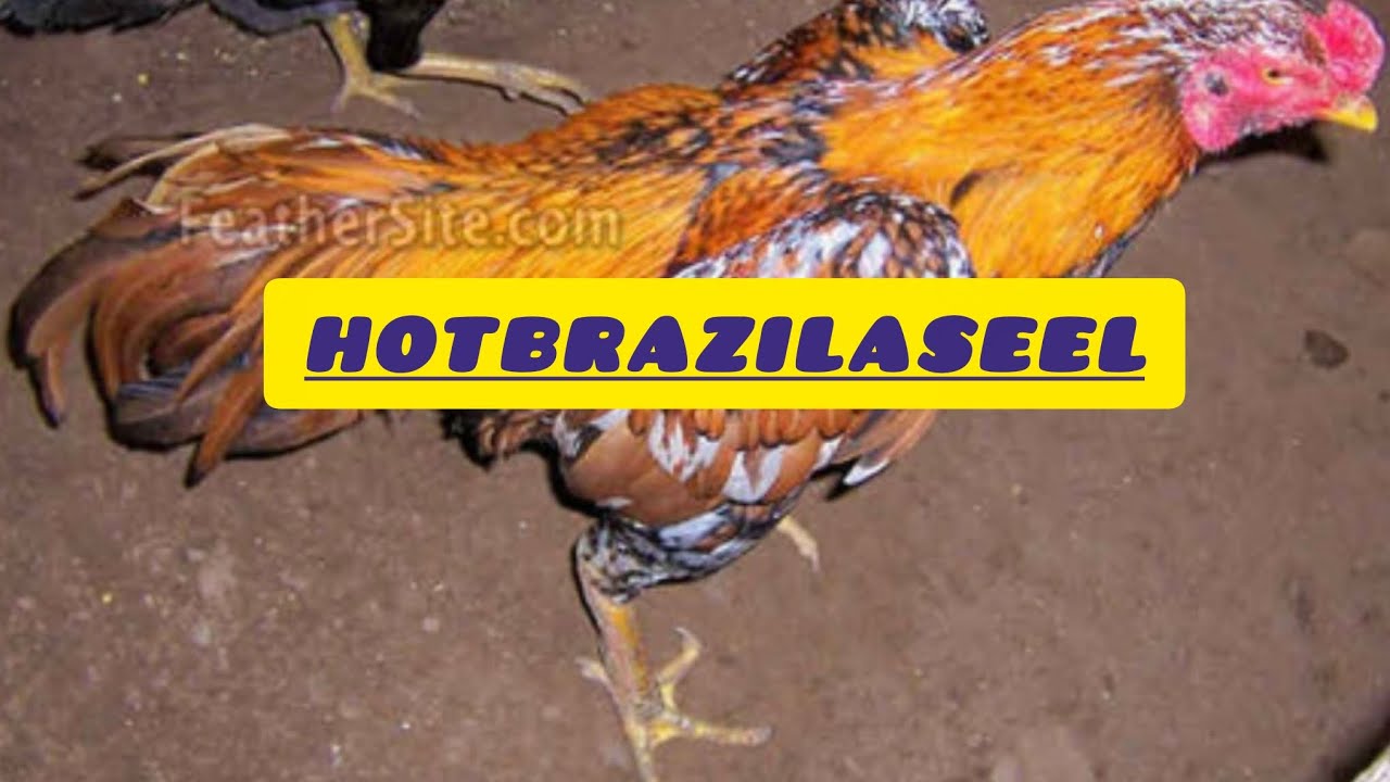 Fear the rooster the undefeated Brazilian legend revealed شاهکارخروس جنگی برزیل افسانه شکست ناپذیر  
