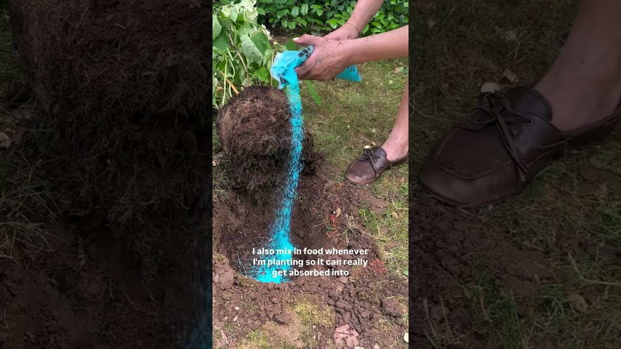 How To Create a Hydrangea Hedge