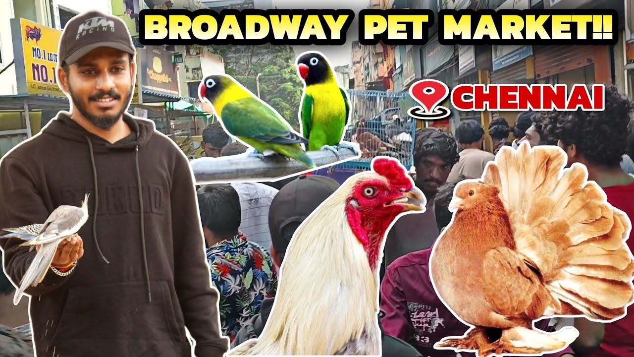 பிராட்வே கோழி மார்க்கெட்டை சுற்றலாம் வாங்க!! | Broadway sunday pets market | kozhi market in chennai
