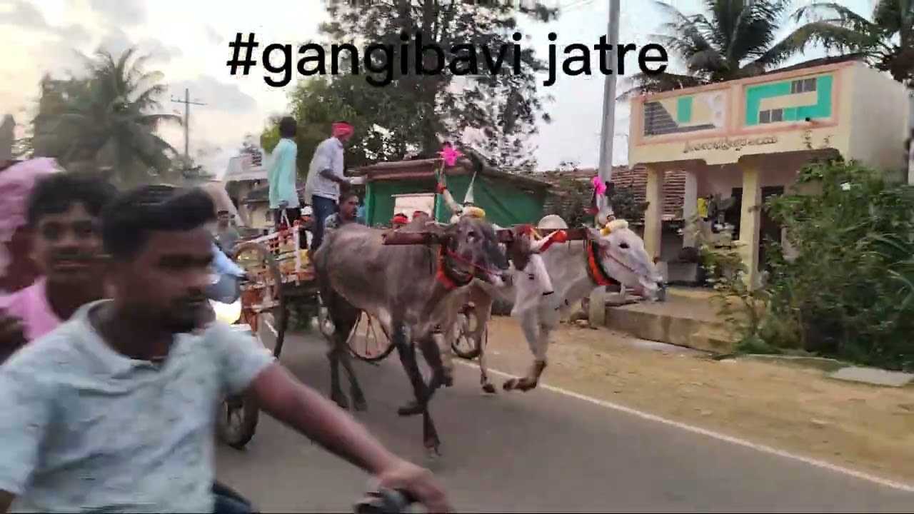 ಗಂಗಿಭಾವಿ ಜಾತ್ರೆ ಅತ್ತಿಗೆರೆ ಶಿಶುನಾಳ ಗುಡಿಗೇರಿ ಬುಲ್ಸ್ ಜನಸಾಗರ ನಮ್ಮ ಚಕ್ಕಡಿ ಪ್ರೇಮಿಗಳು 