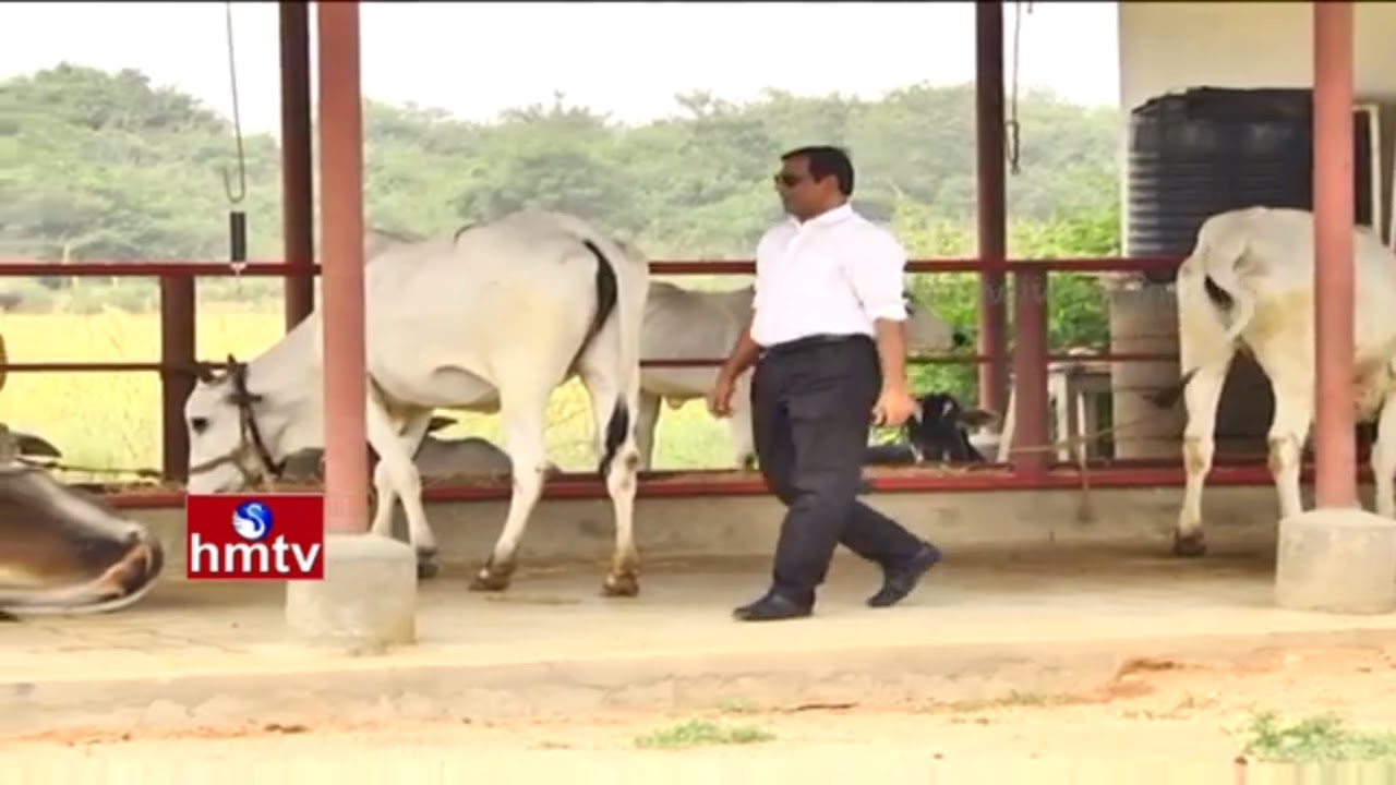 Mahabubnagar Ideal Farmer Tips on Dairy Farm Use in Agriculture | Nela Talli | HMTV