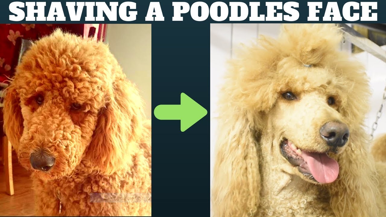 How to shave a Poodles face - Dog grooming tutorial - Standard Minature or Toy Poodle