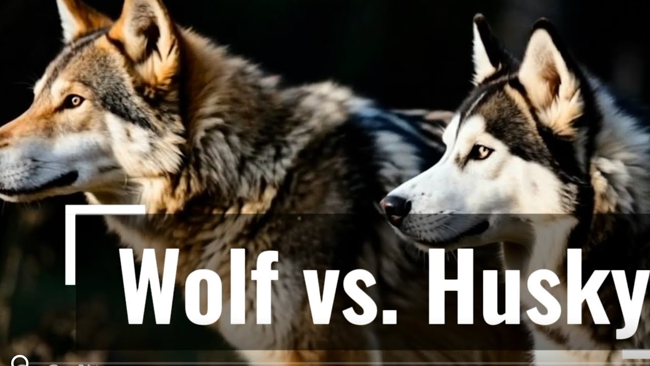 Husky vs Wolf | The Truth About Their Similarities and Differences