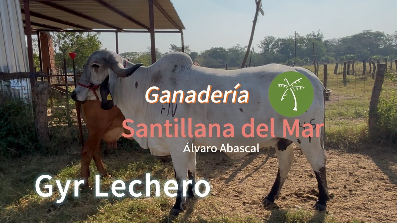 Gyr Lechero  Ganadería Santillana del Mar